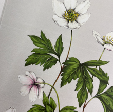 Load image into Gallery viewer, Botanical &#39;Wood Anemone&#39; Species Card - SALE