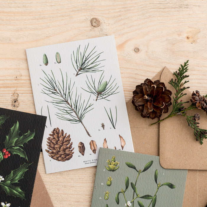 White Pine Species - Christmas Card
